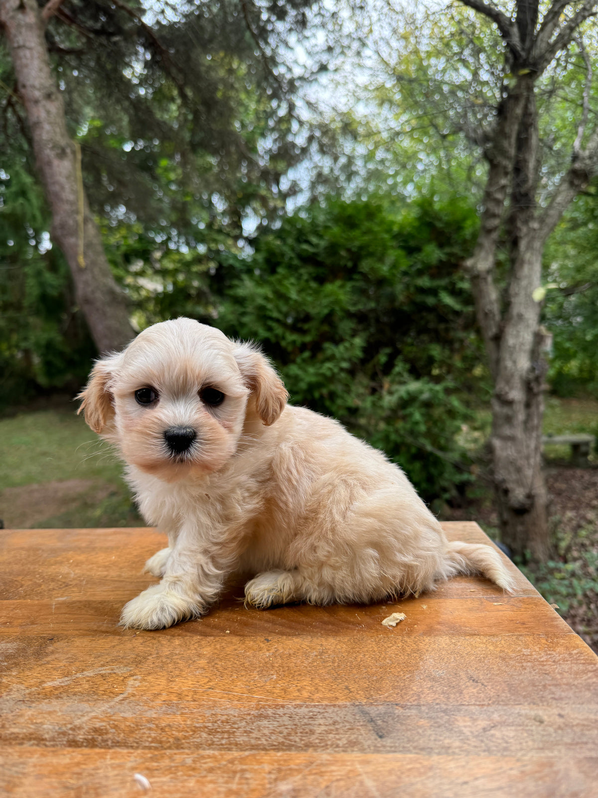 Peach Puppies puppy held in warm natural light