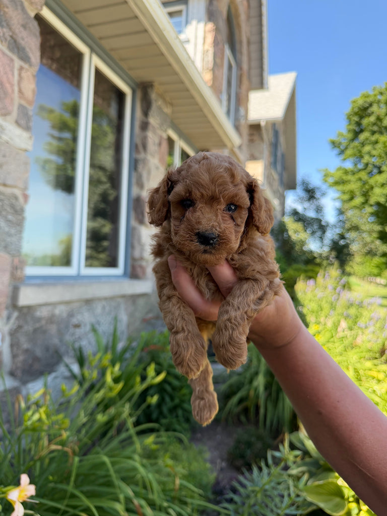 Red Toy Poodle puppy 2 looking at the camera