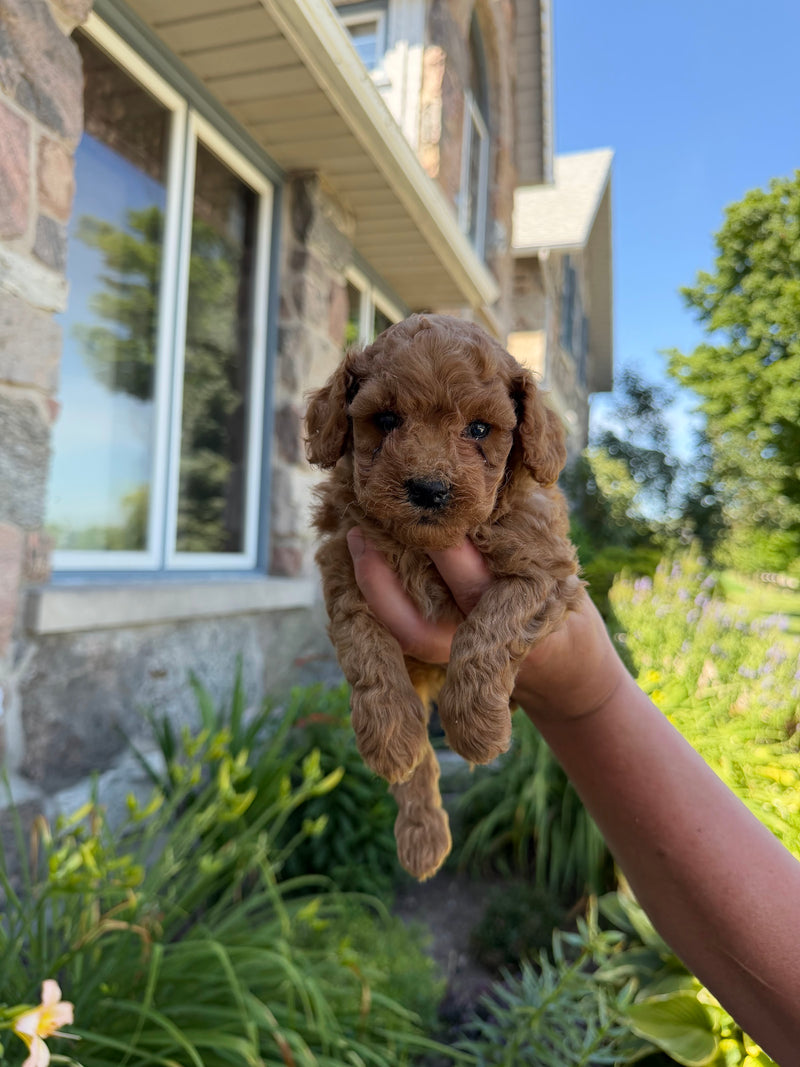 Toy Poodle puppy 2
