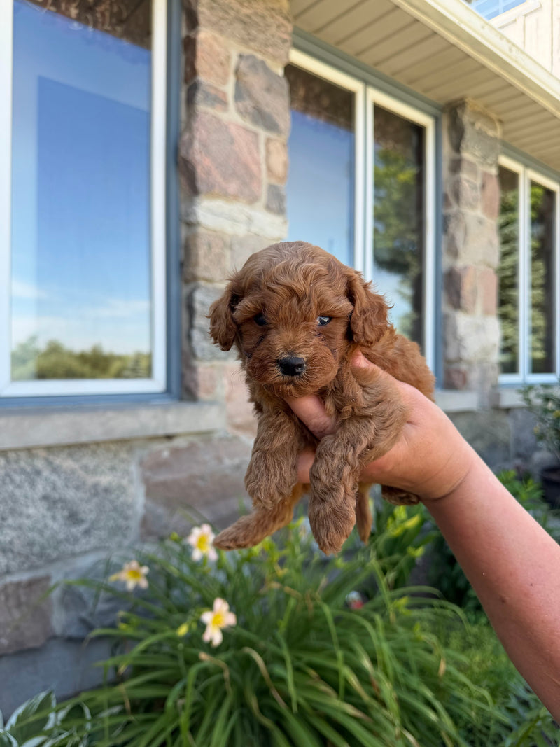 Toy Poodle puppy 3