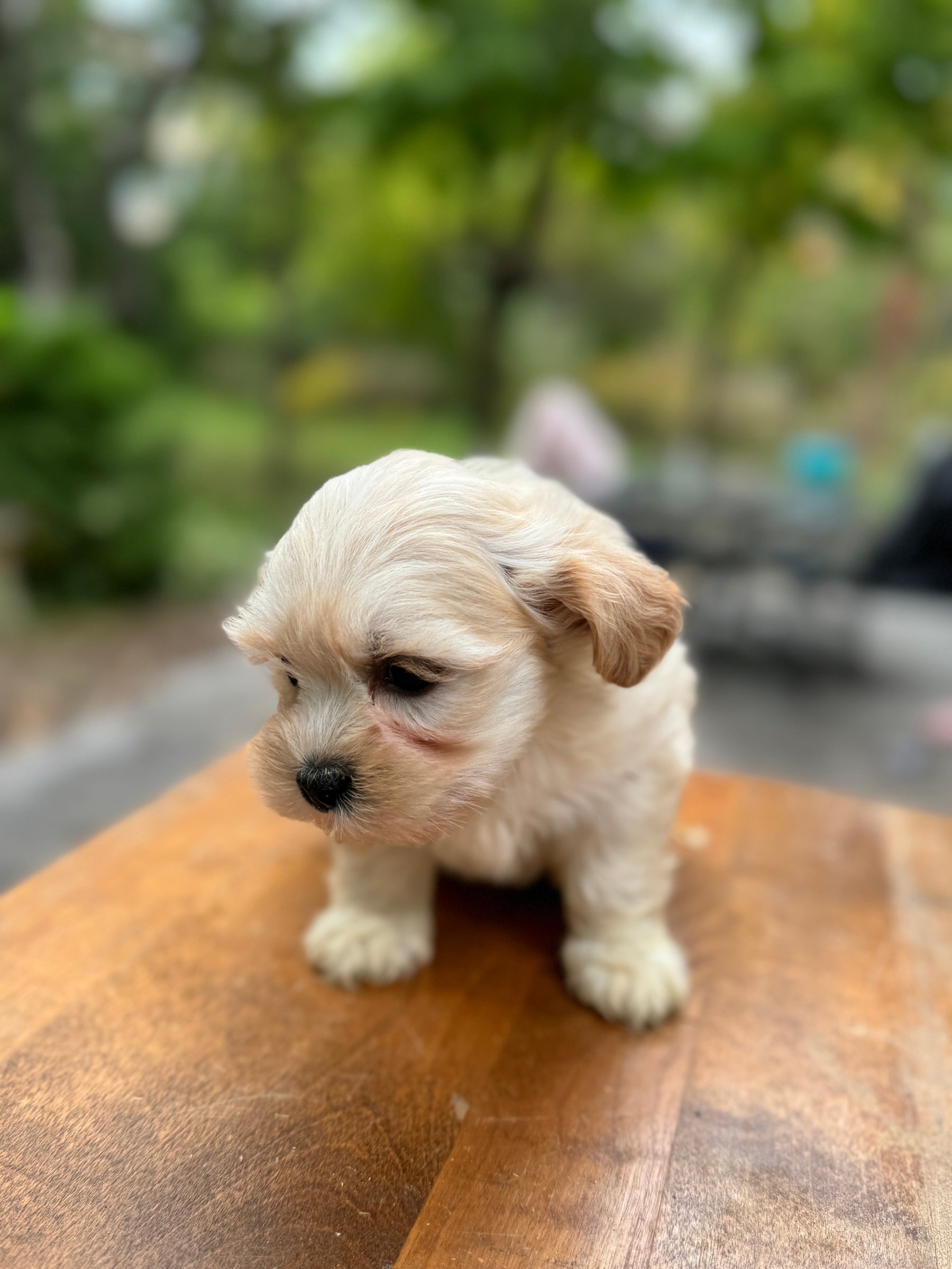 Cream puppy sitting on a wooden table looking to the side
