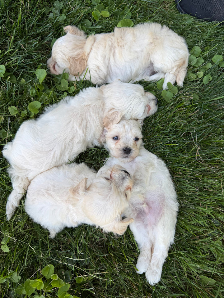 Cream Toy Maltipoo litter