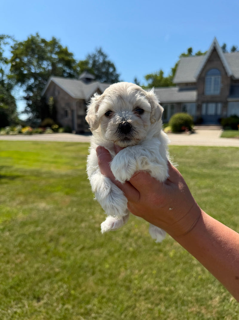 Maltipoo puppy 1