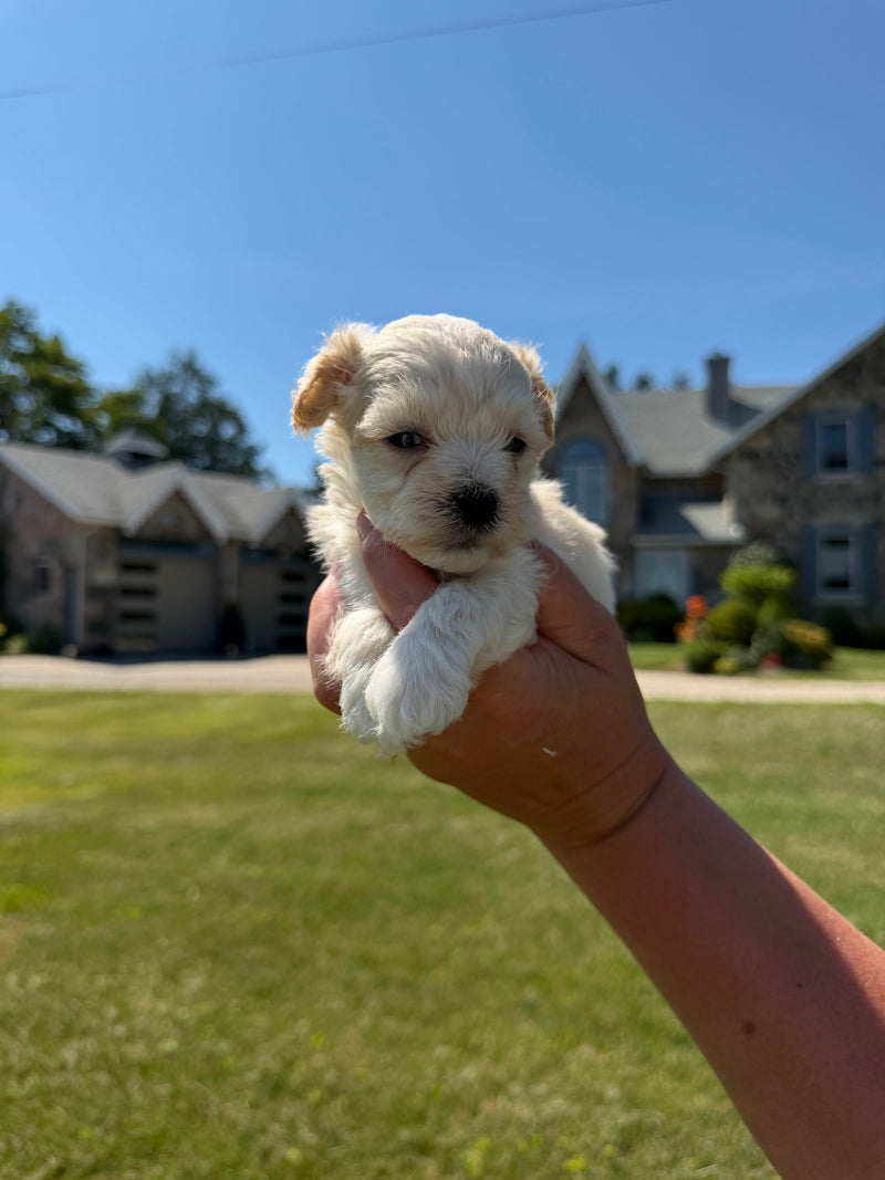 Maltipoo puppy 2