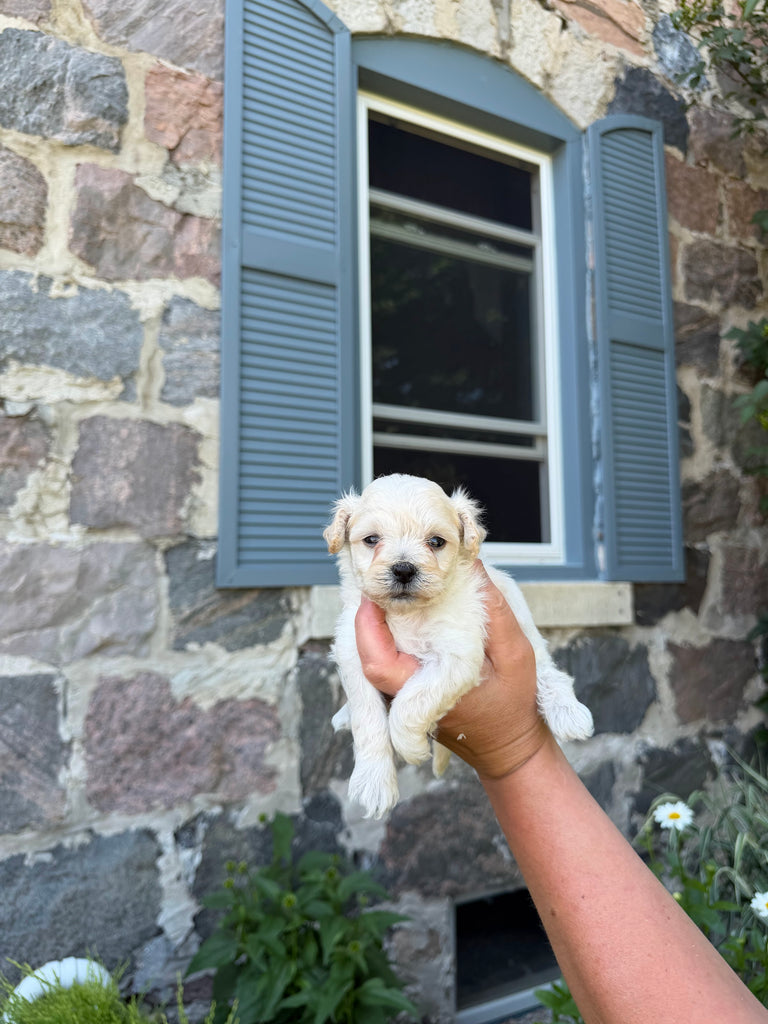Cream Toy Maltipoo puppy 3