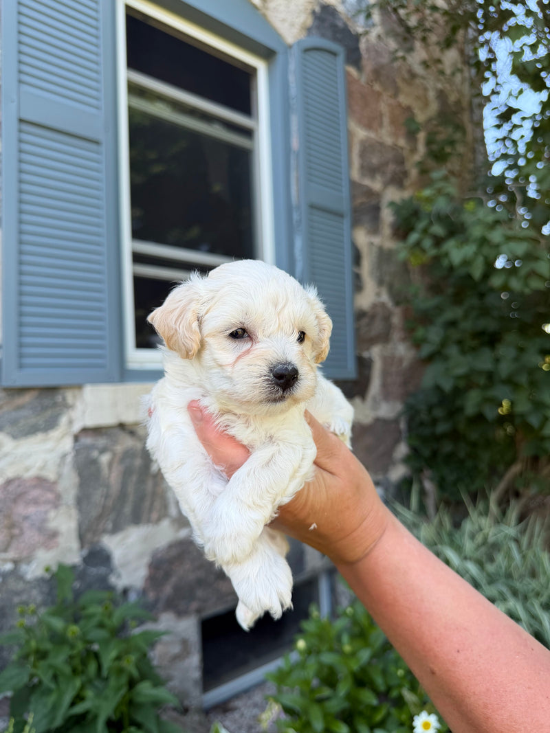 Maltipoo puppy 4