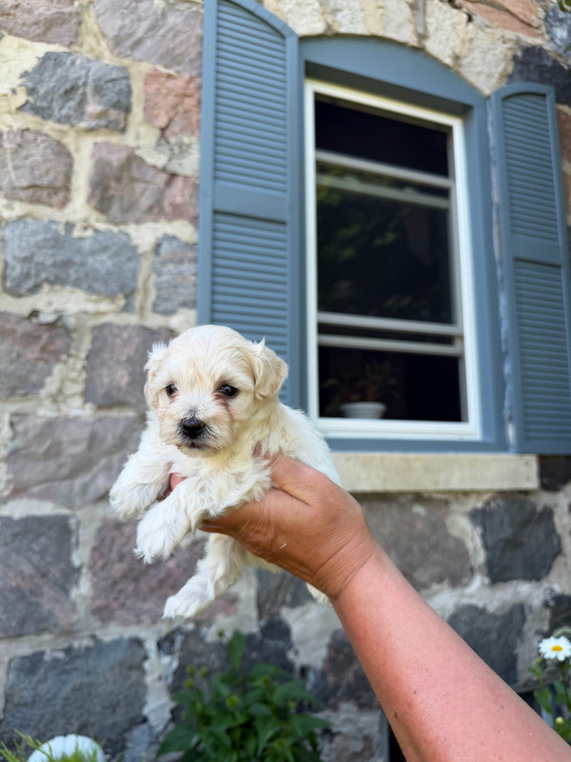 Maltipoo puppy 5