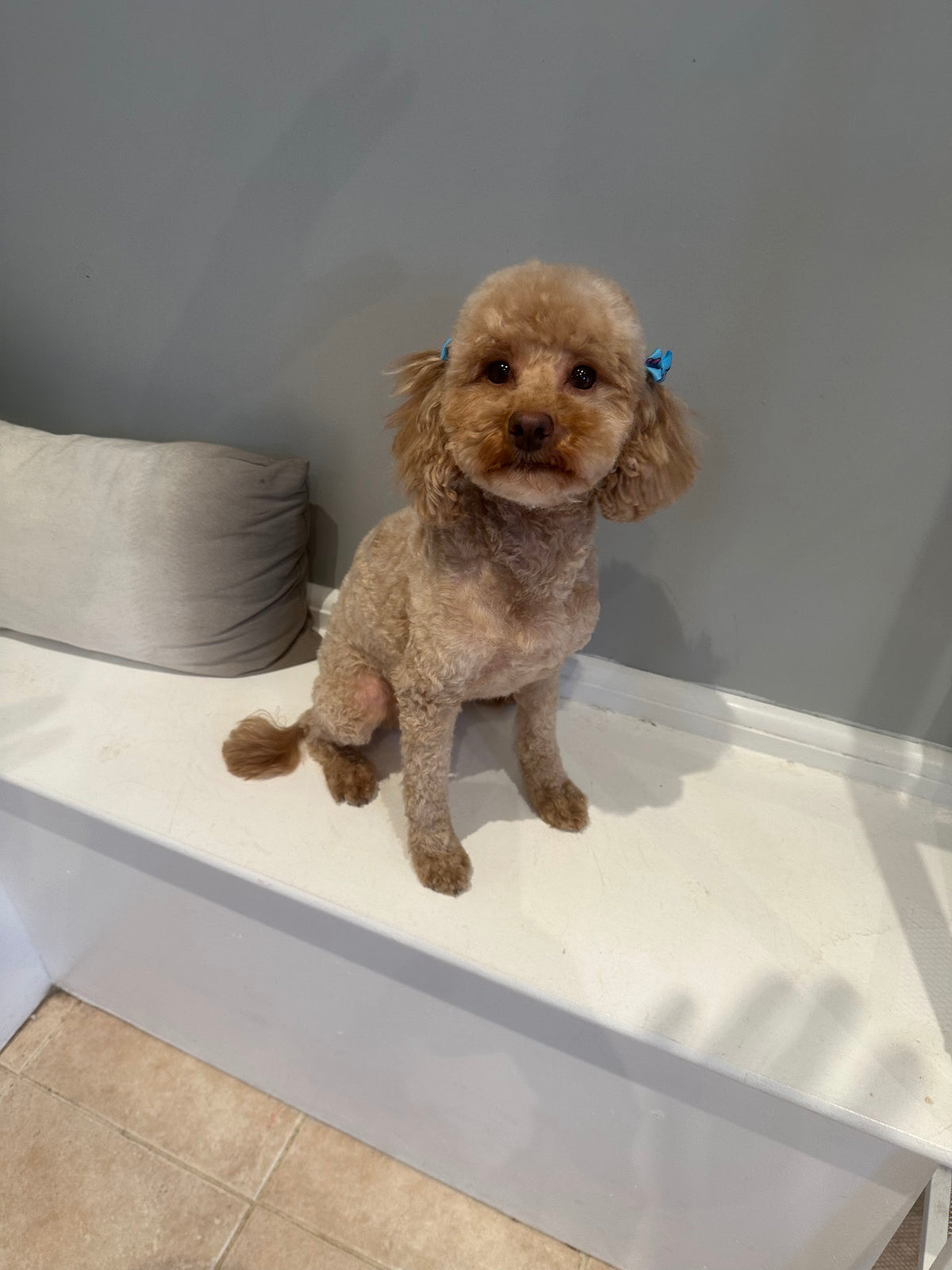 Lelo, our Toy Poodle queen, at home
