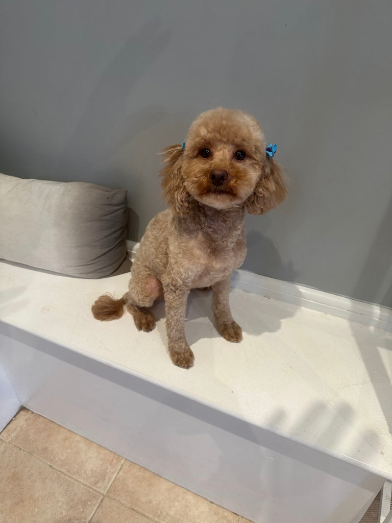 Lelo, our Toy Poodle queen
