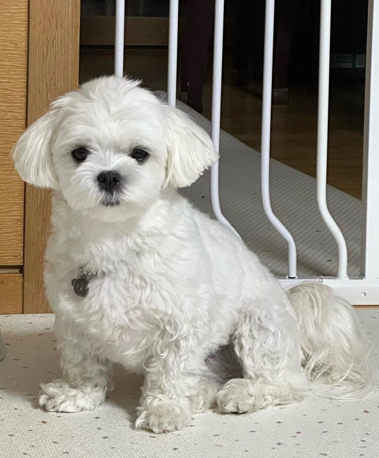 Benny, our Maltese stud