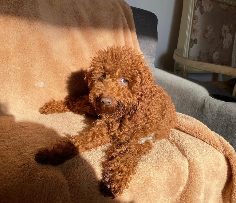 Prince, our red Toy Poodle stud