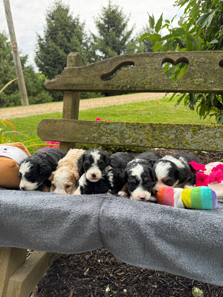 Tricolour F2 Mini Bernedoodle puppy