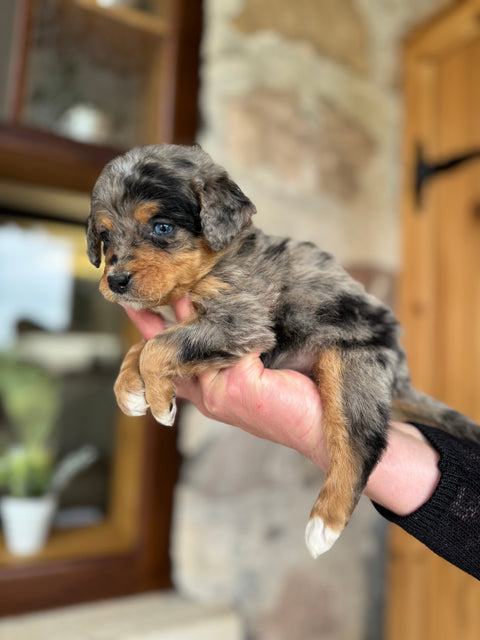 Blue Merle Mini Bernedoodle, now home