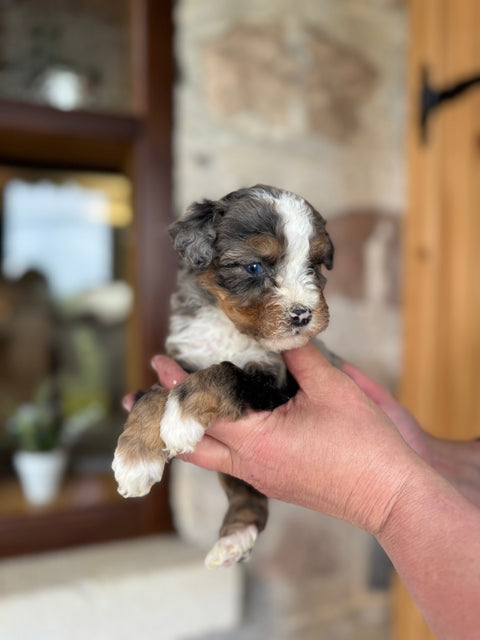 Blue Merle Mini Bernedoodle, now home