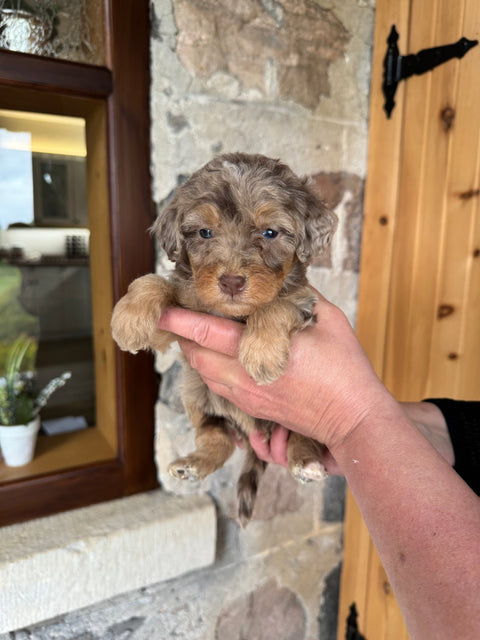 Chocolate Merle Mini Bernedoodle, now home