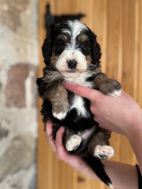Tricolour Mini Bernedoodle, now home