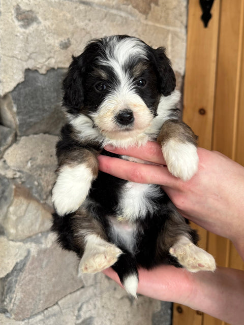 Tricolour Mini Bernedoodle, now home