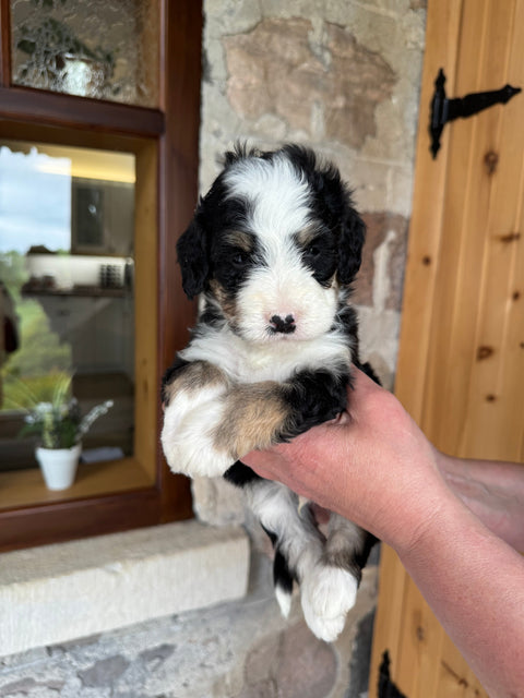 Tricolour Mini Bernedoodle, now home
