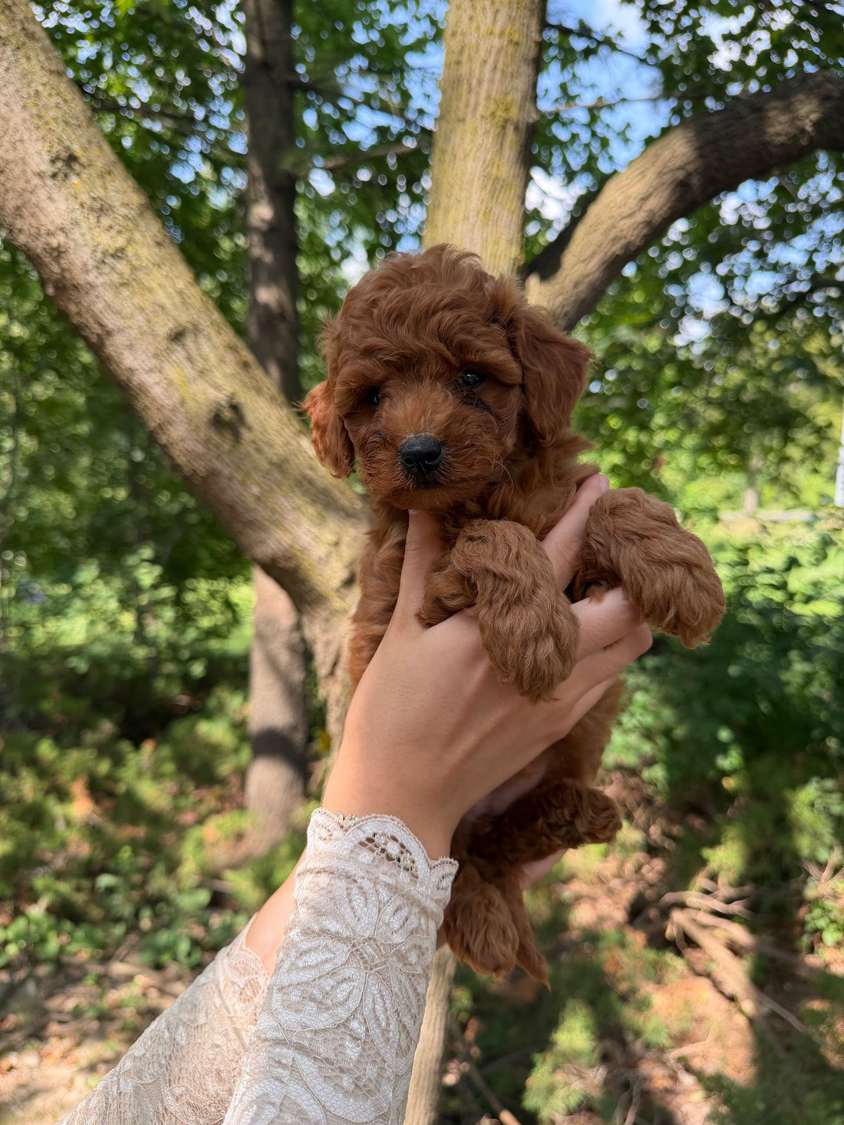 Toy Poodle puppy at Peach Puppies, Richmond Hill, Ontario