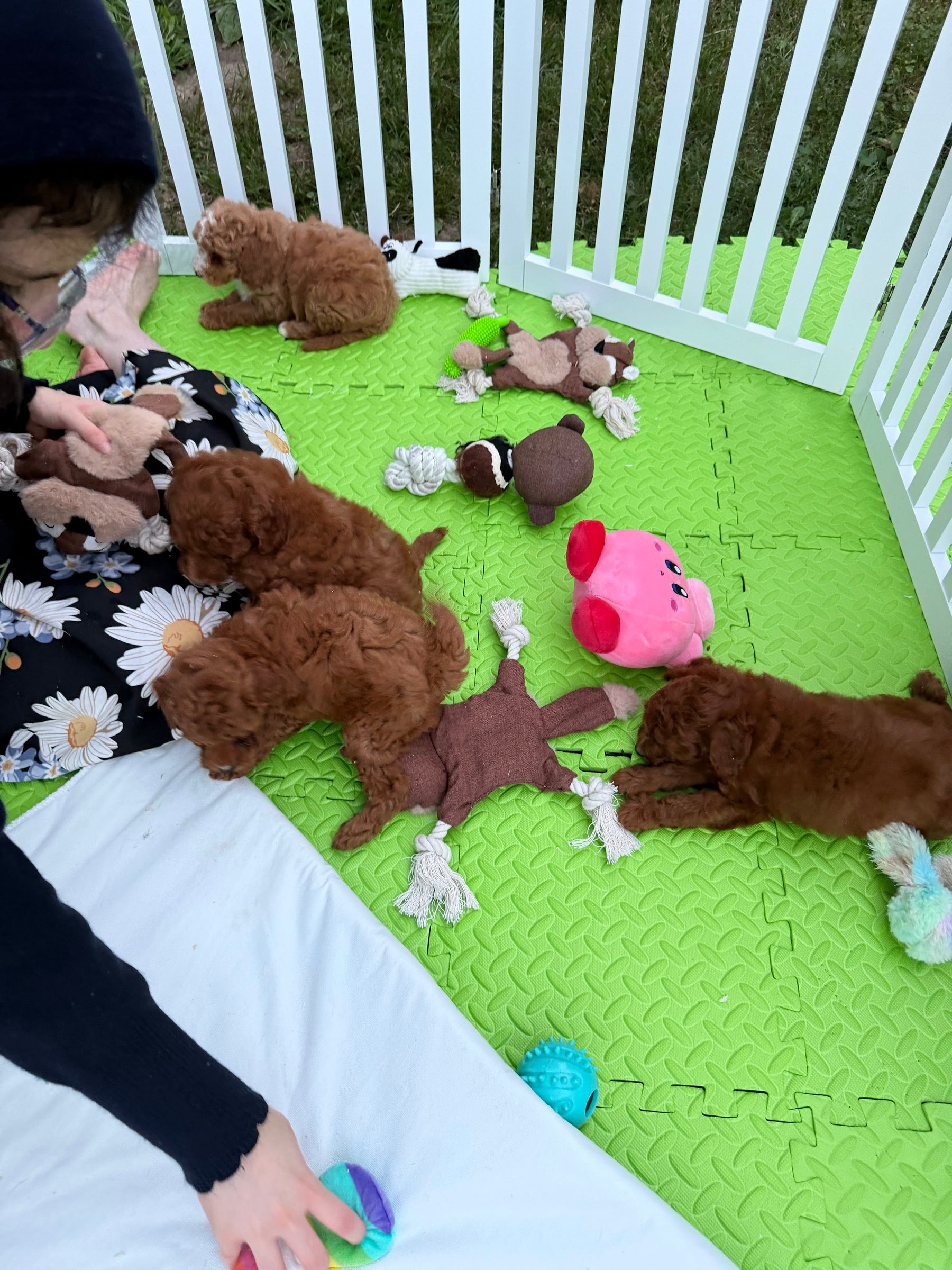 Toy Poodle puppy litter in their pen at Peach Puppies, Richmond Hill