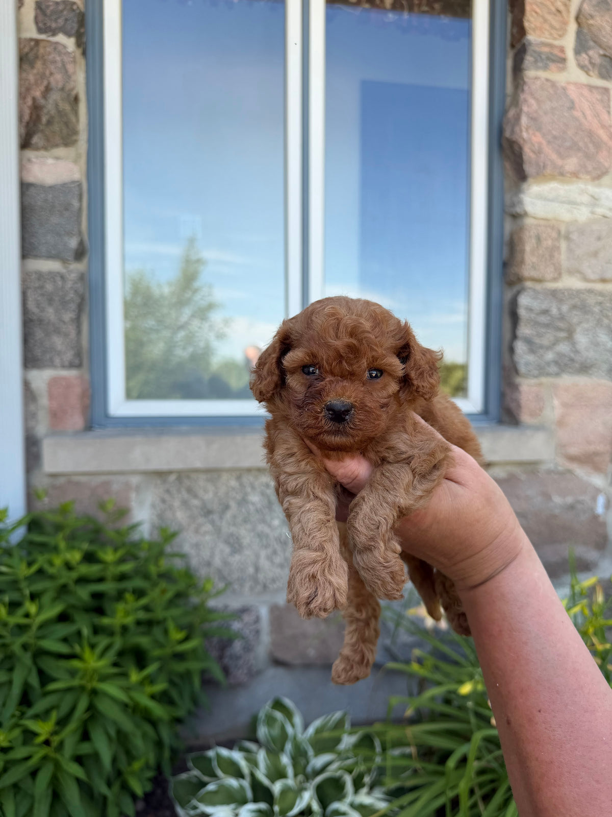 Toy Poodle puppy