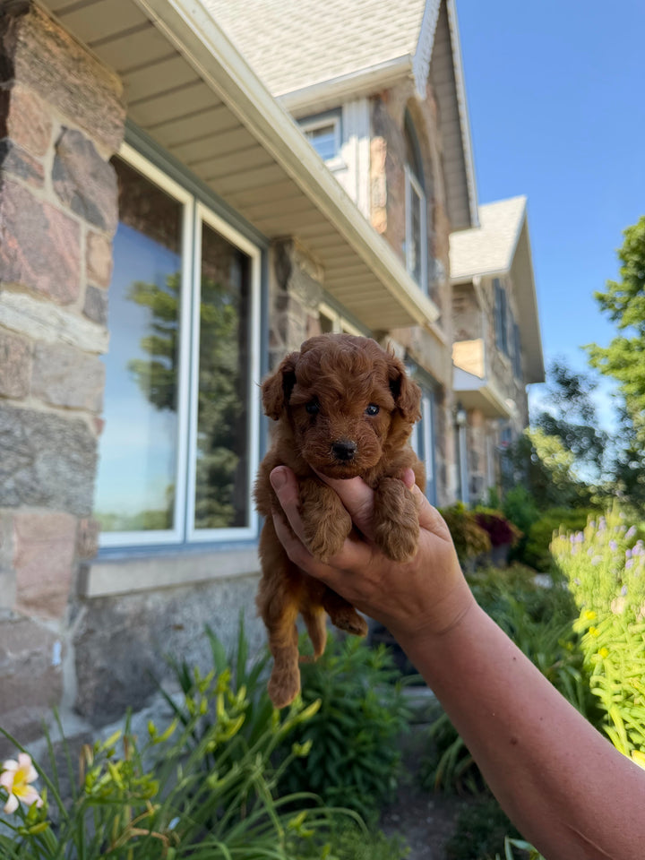 Red Toy Poodle puppy